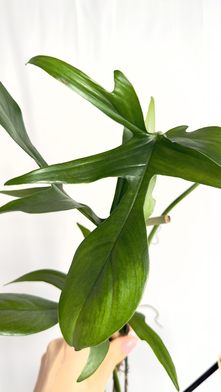 Philodendron Glad Hand