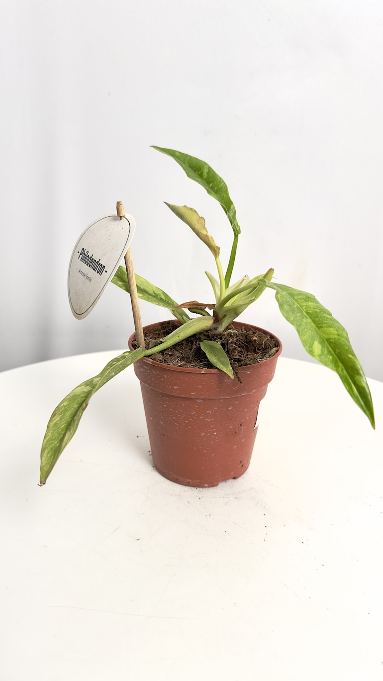 Philodendron Ring of Fire