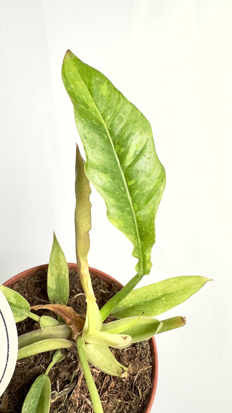 Philodendron Ring of Fire