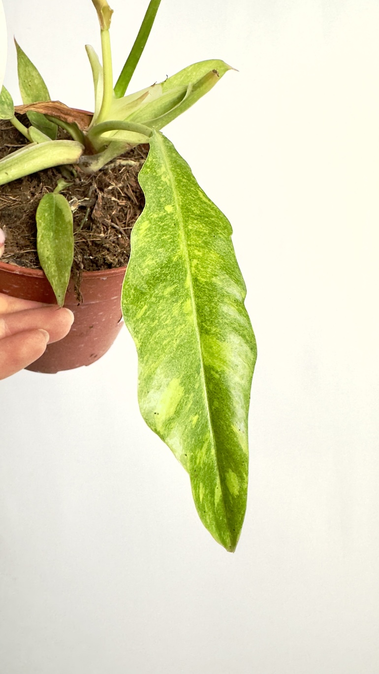 Philodendron Ring of Fire