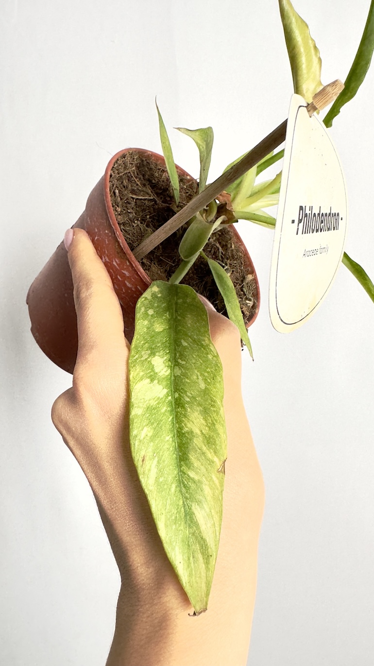 Philodendron Ring of Fire