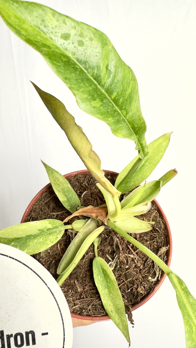 Philodendron Ring of Fire
