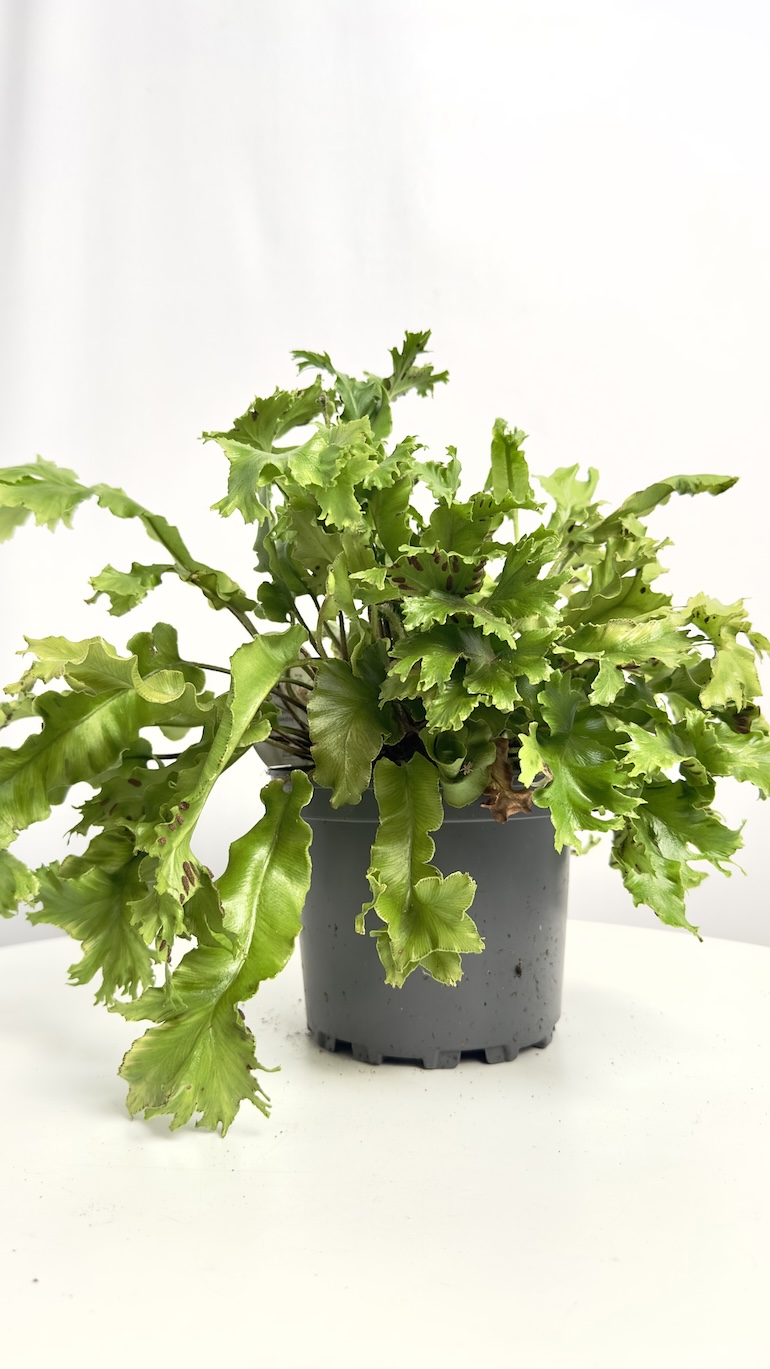 Asplenium Crispy Wave