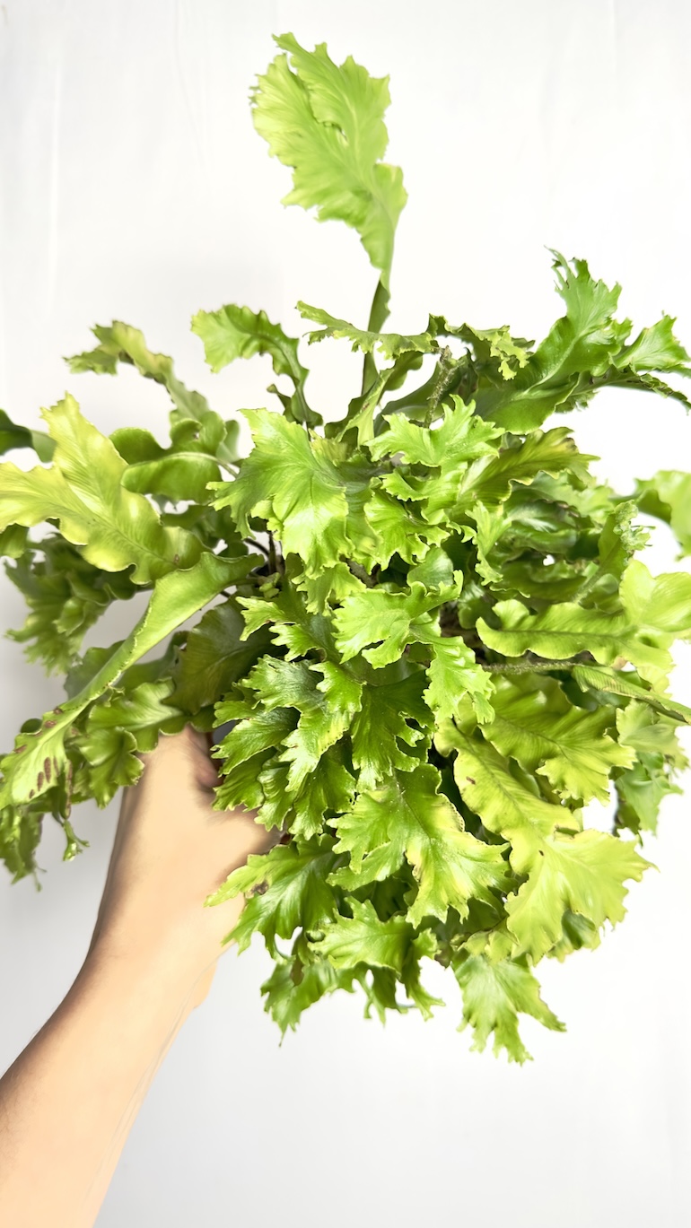 Asplenium Crispy Wave