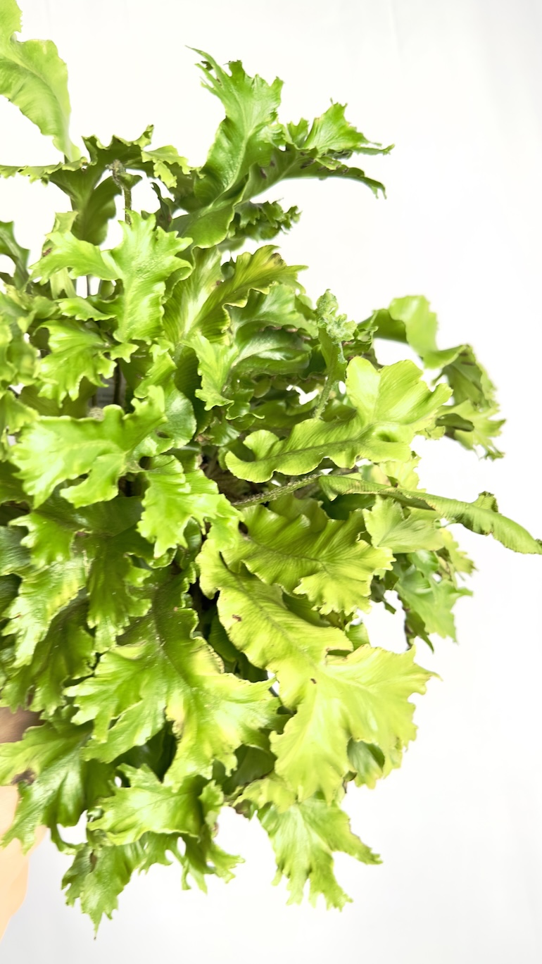 Asplenium Crispy Wave