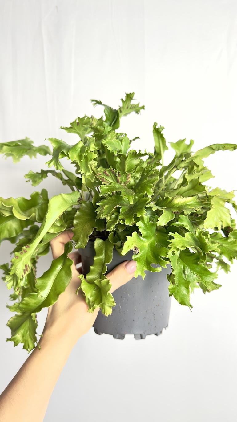 Asplenium Crispy Wave