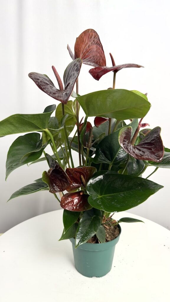 Anthurium Essencia