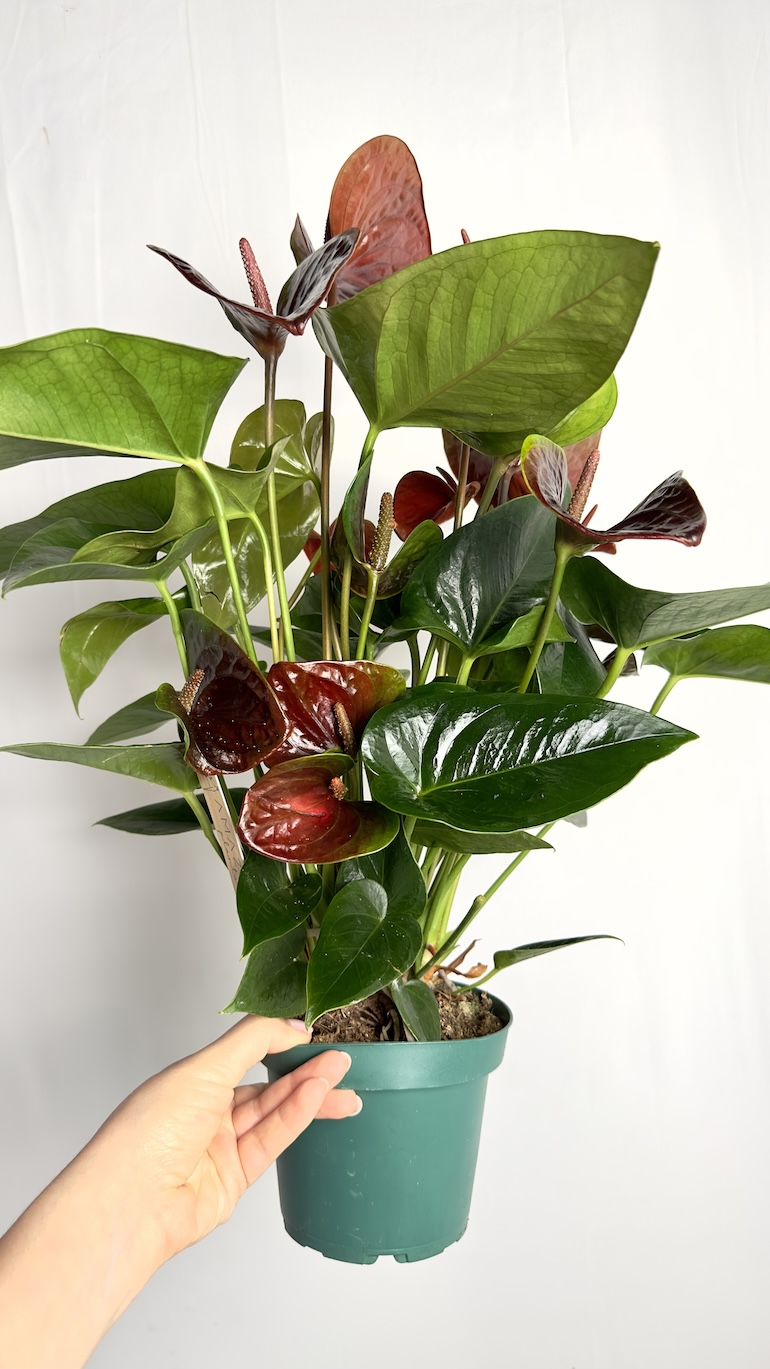 Anthurium Essencia