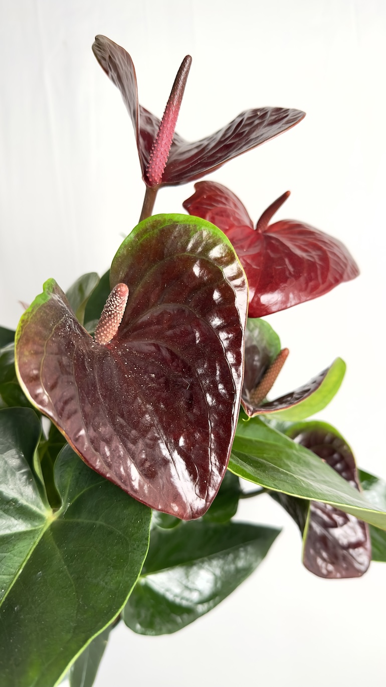 Anthurium Essencia