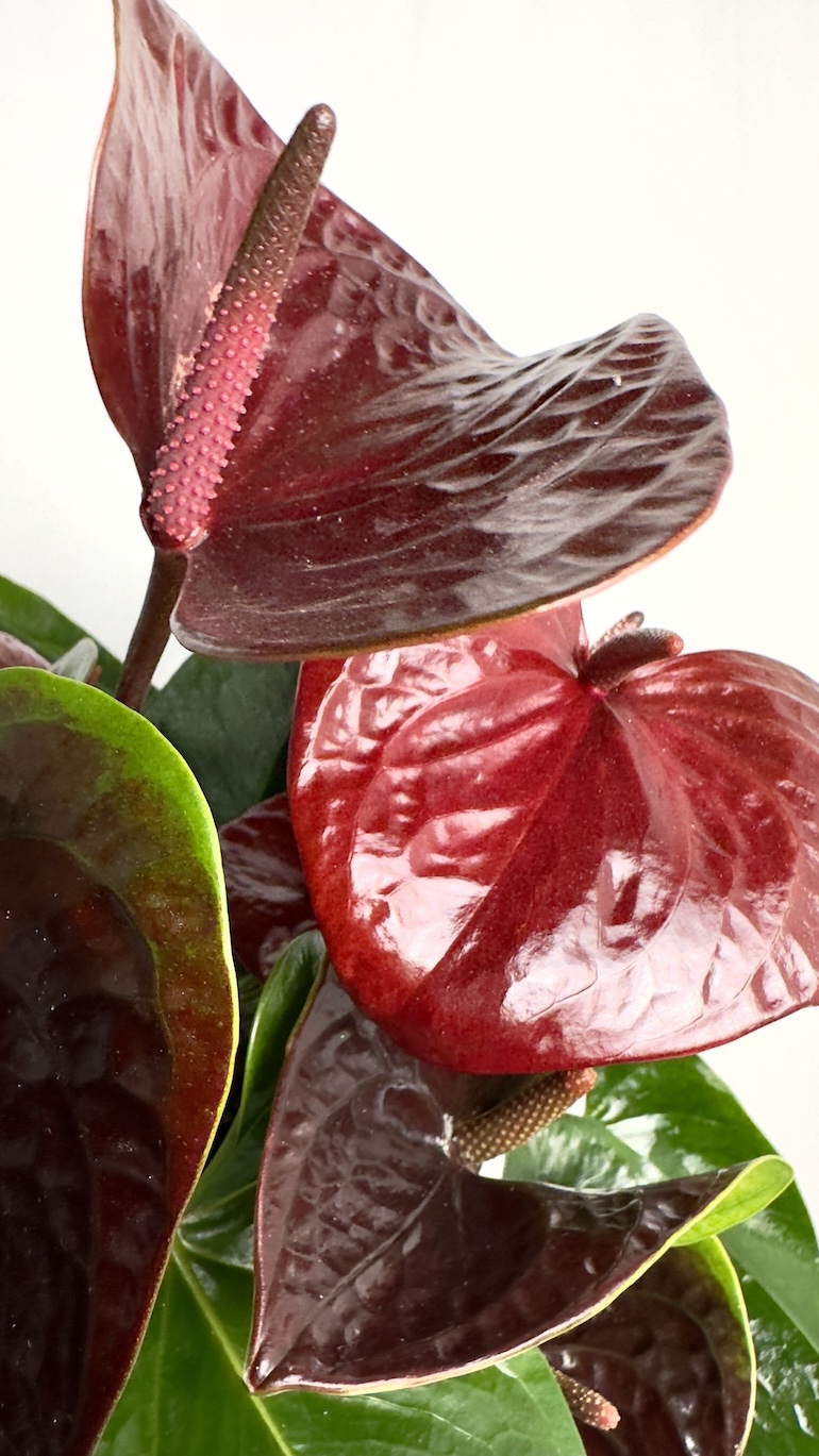 Anthurium Essencia