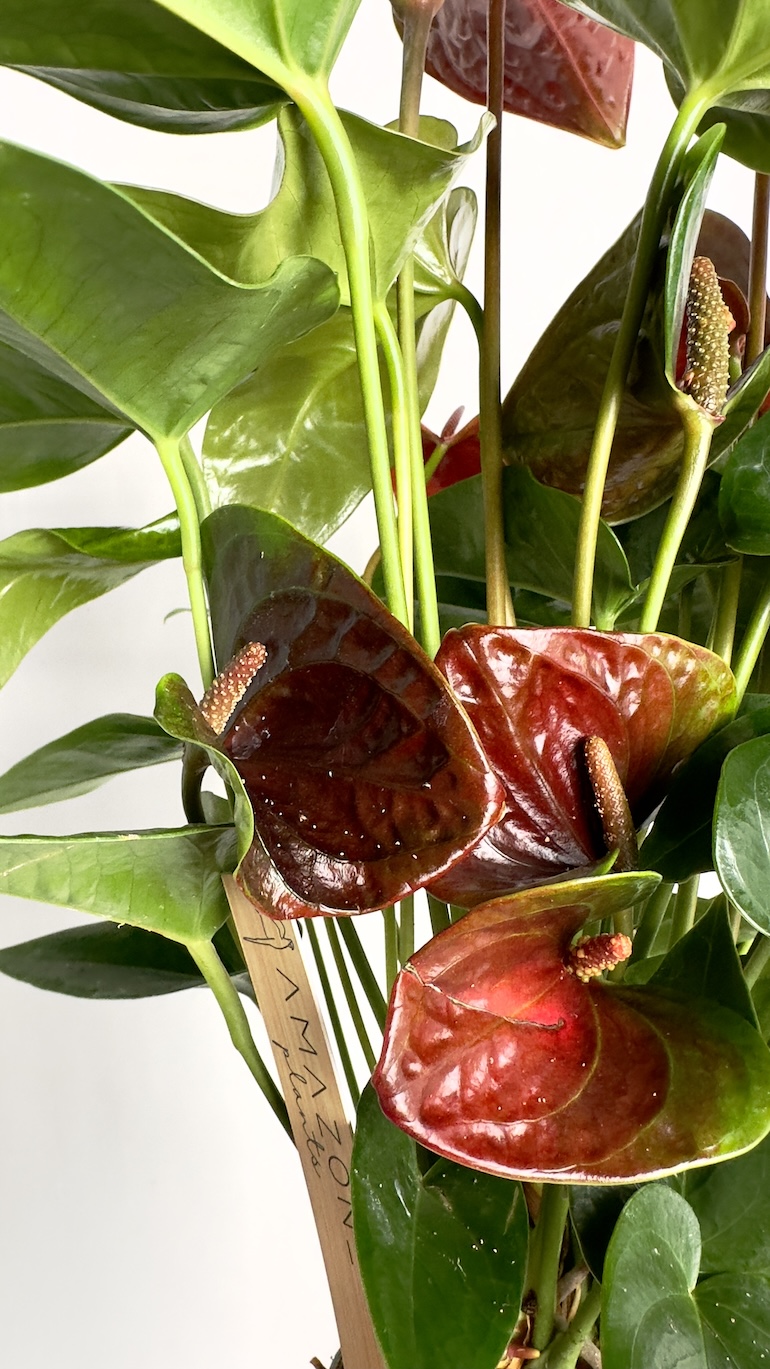 Anthurium Essencia