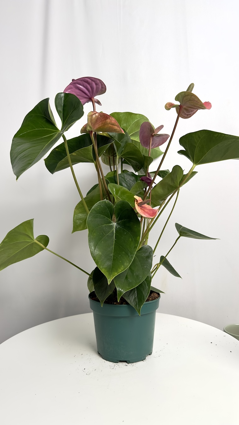 Anthurium Cavalli