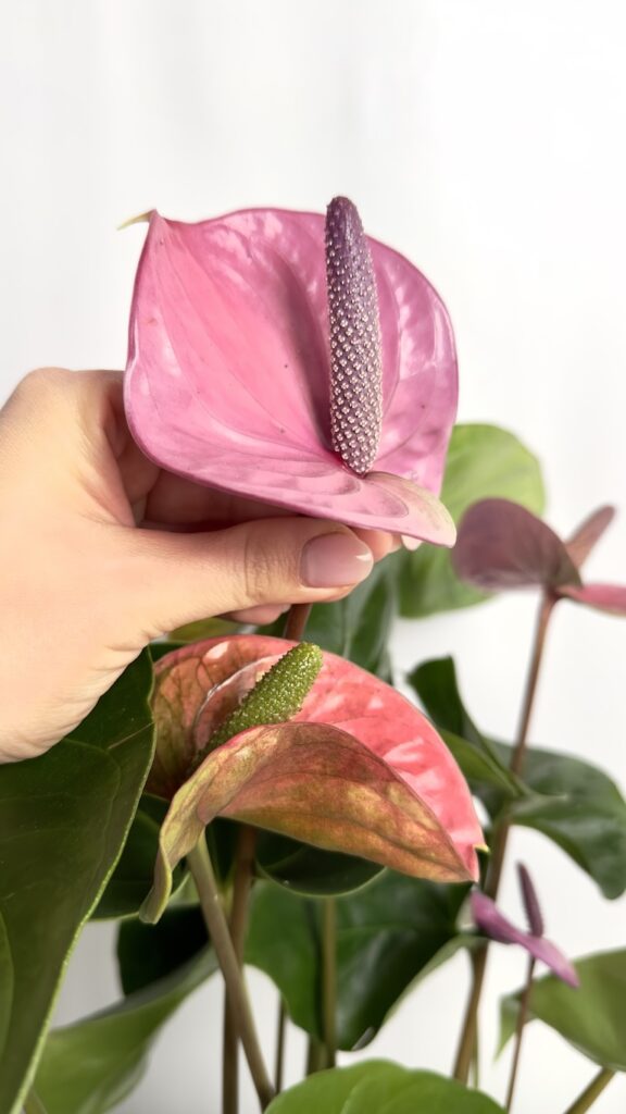 Anthurium Cavalli