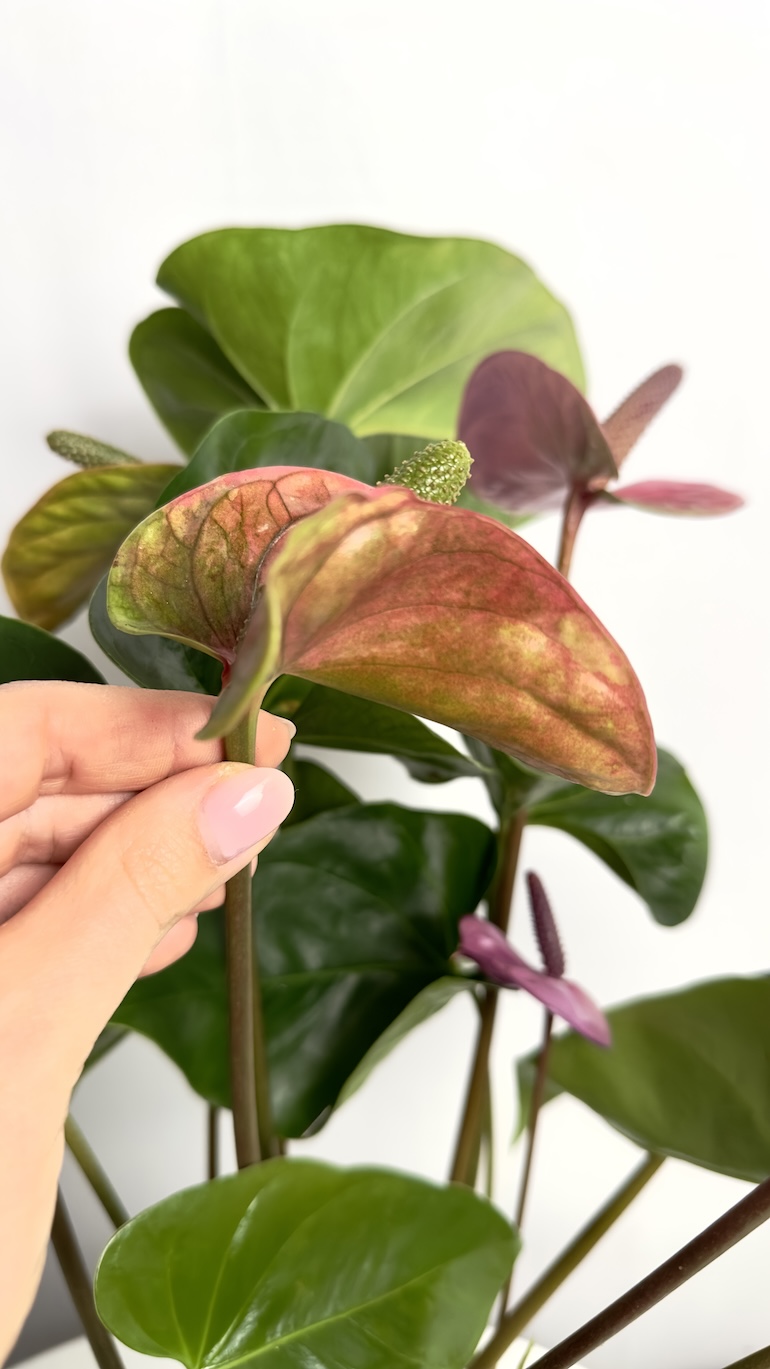 Anthurium Cavalli