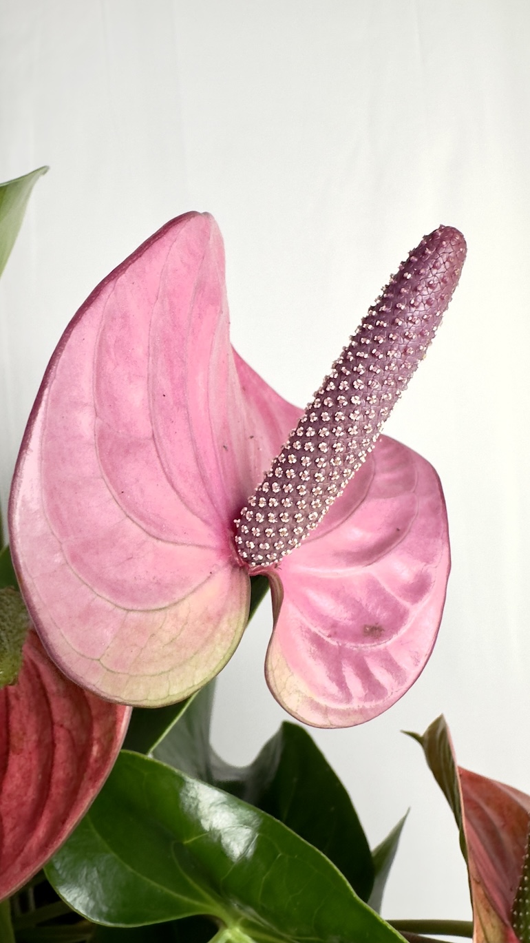 Anthurium Cavalli