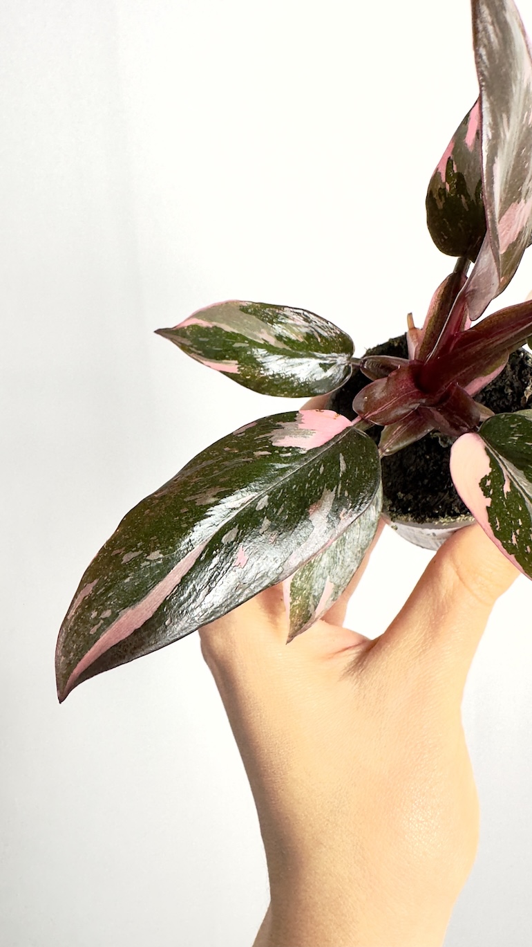 Philodendron Pink Princess