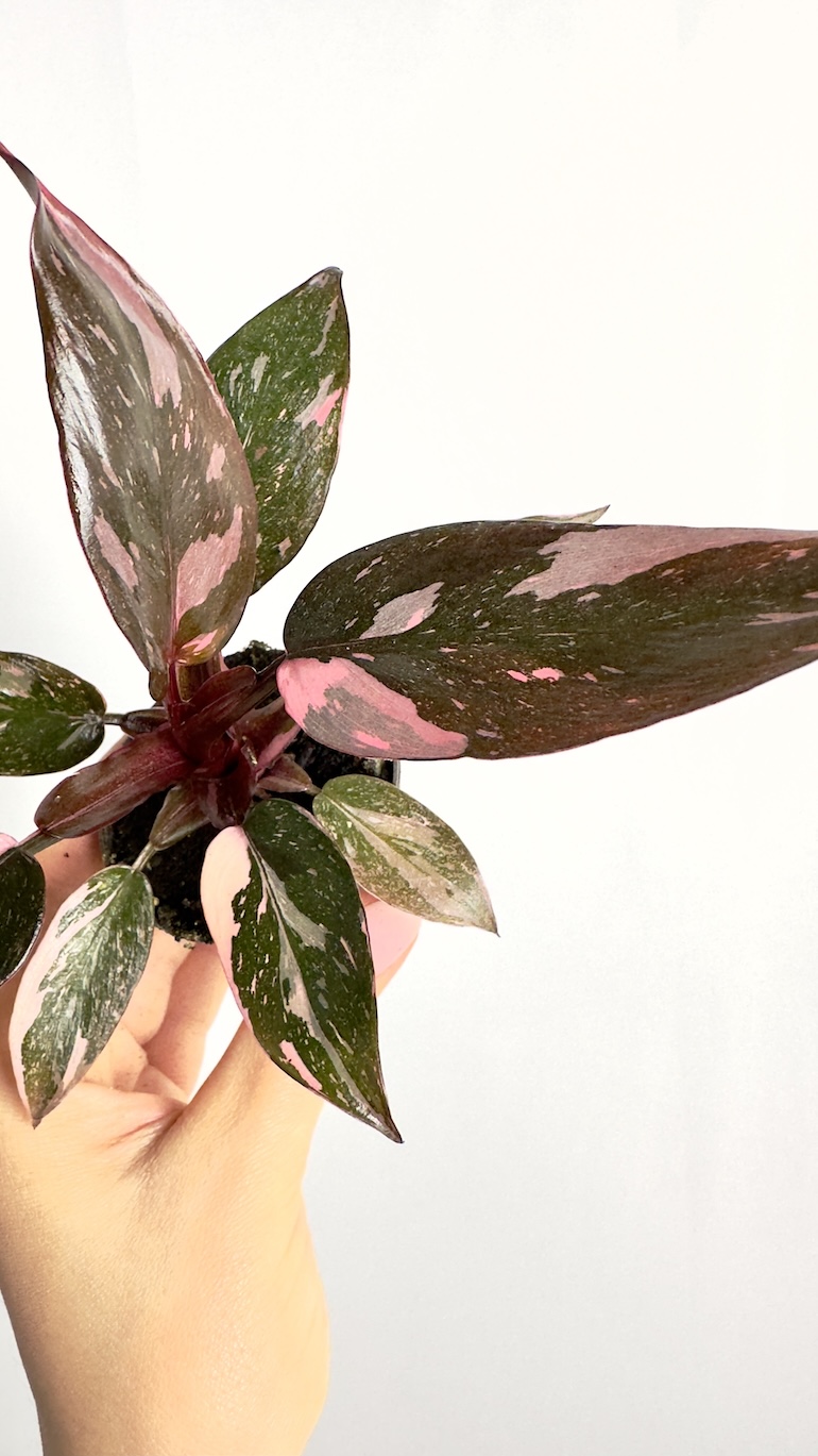 Philodendron Pink Princess