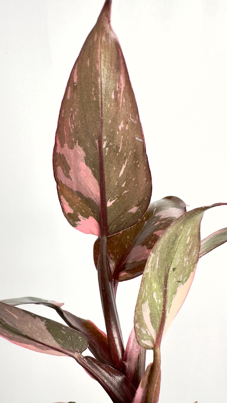 Philodendron Pink Princess