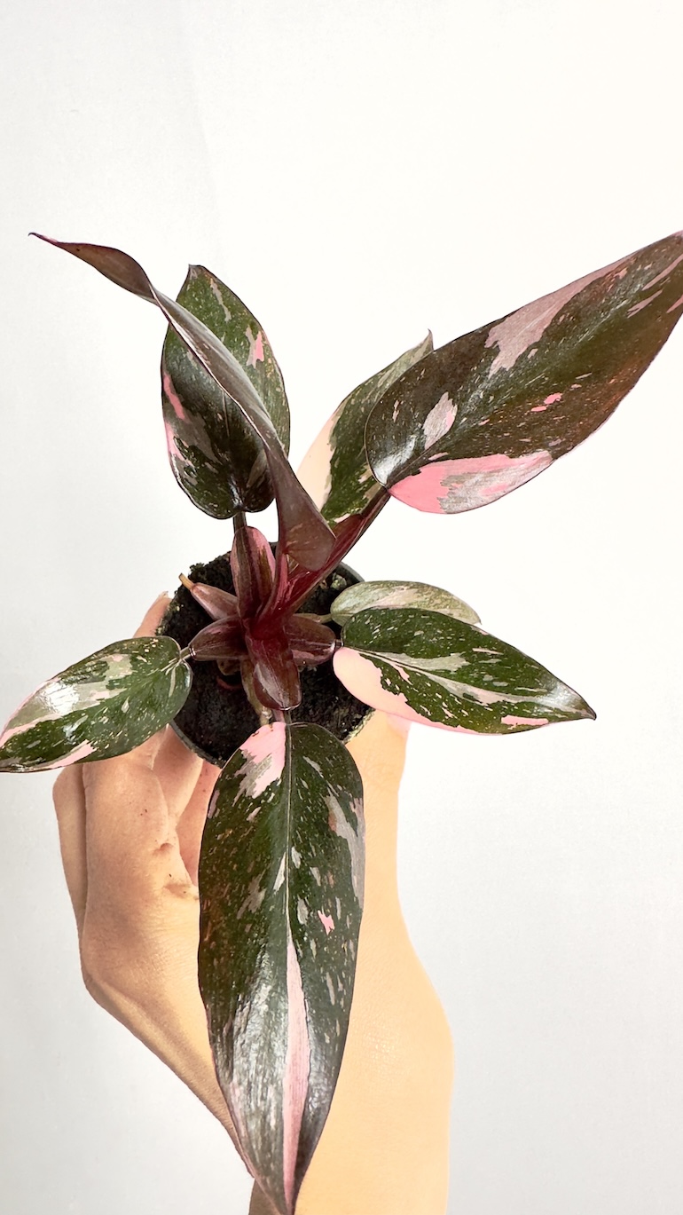 Philodendron Pink Princess