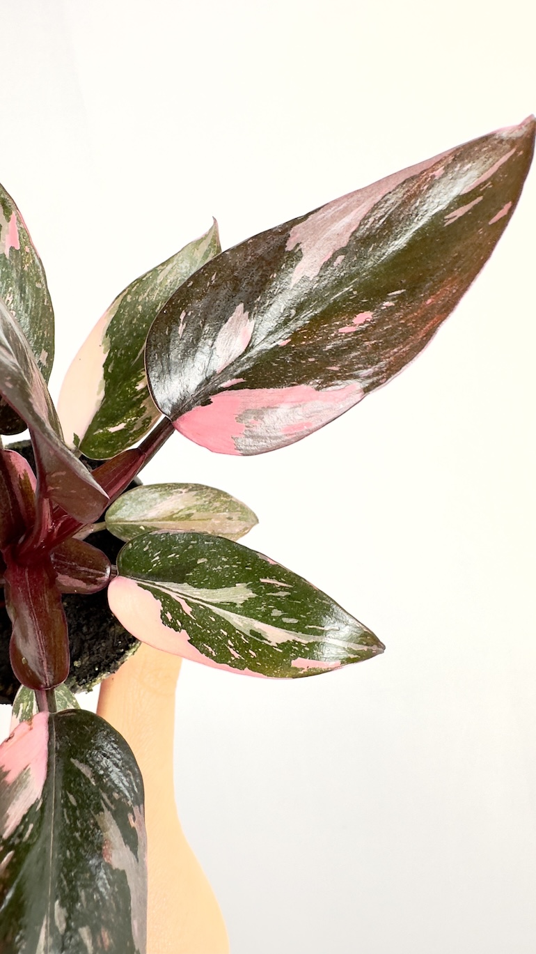 Philodendron Pink Princess
