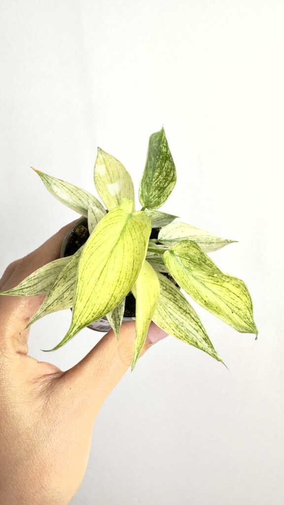 Philodendron Florida Ghost