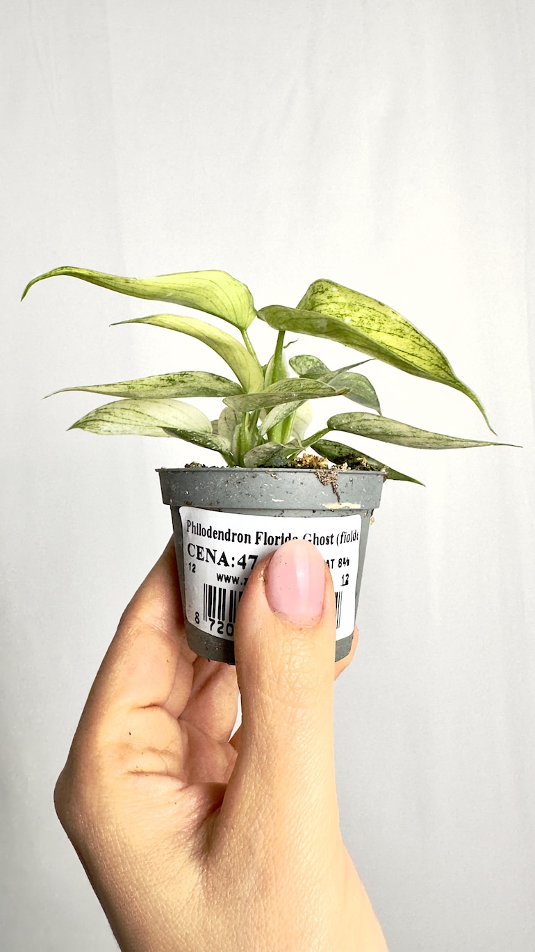 Philodendron Florida Ghost