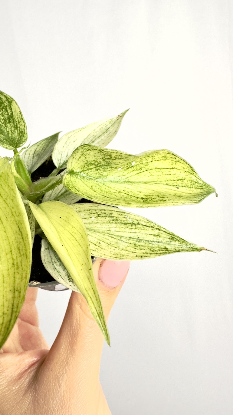 Philodendron Florida Ghost