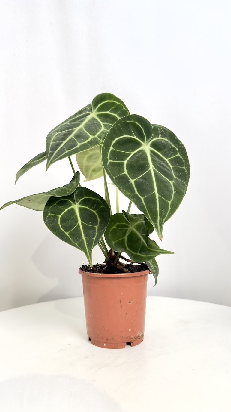 Anthurium Clarinervium