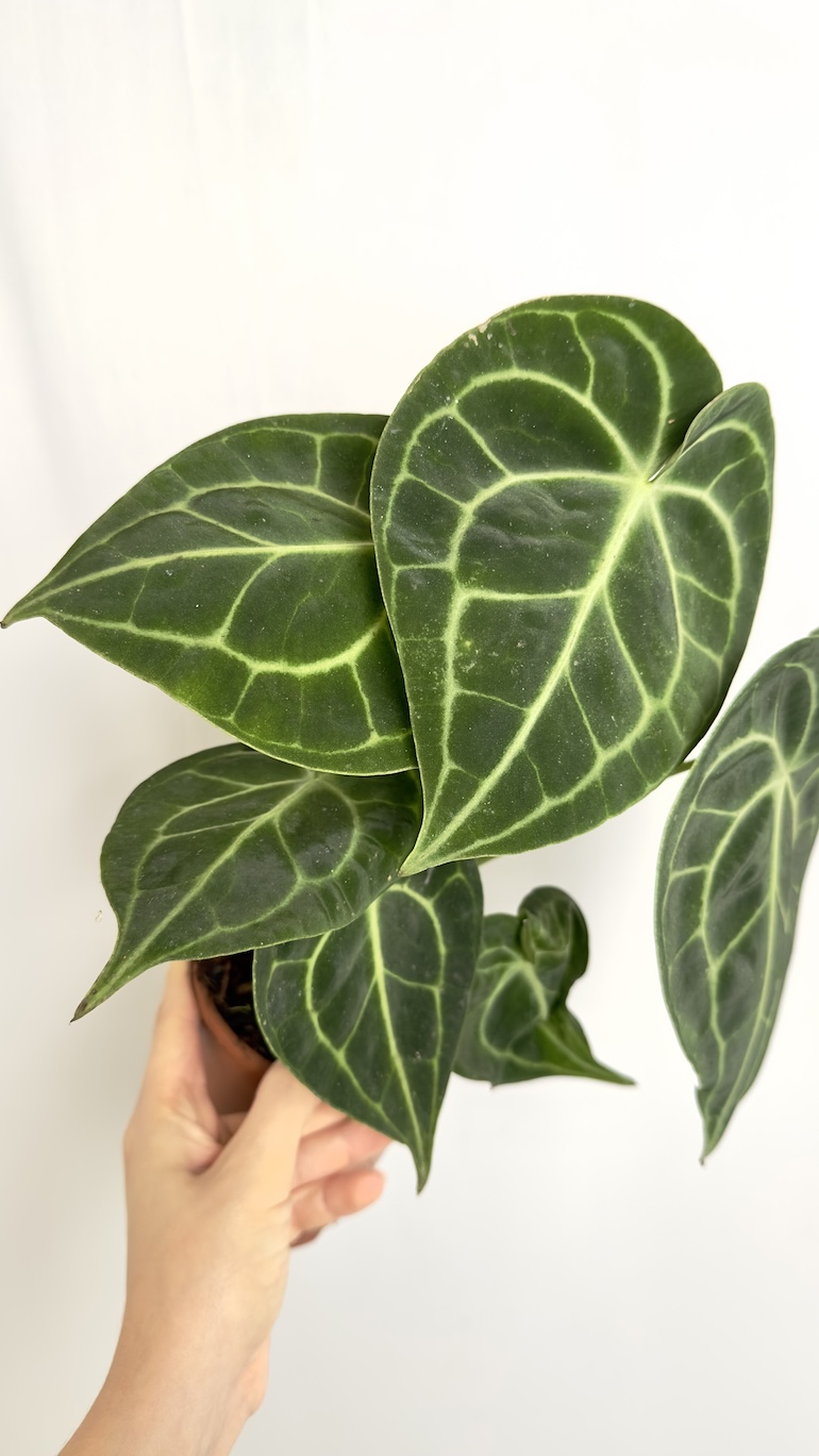 Anthurium Clarinervium
