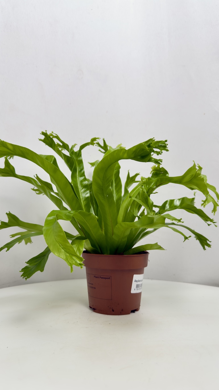 Asplenium Nidus Dakila