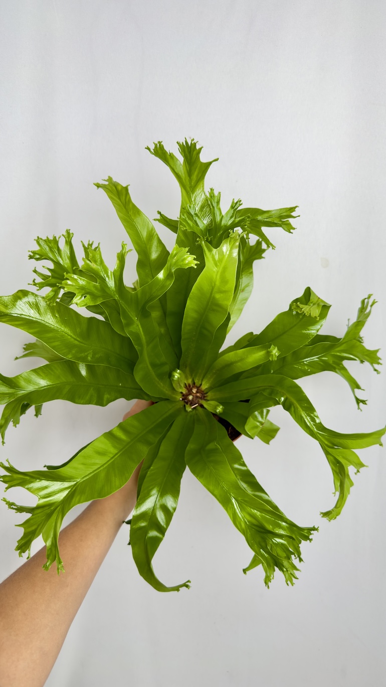 Asplenium Nidus Dakila