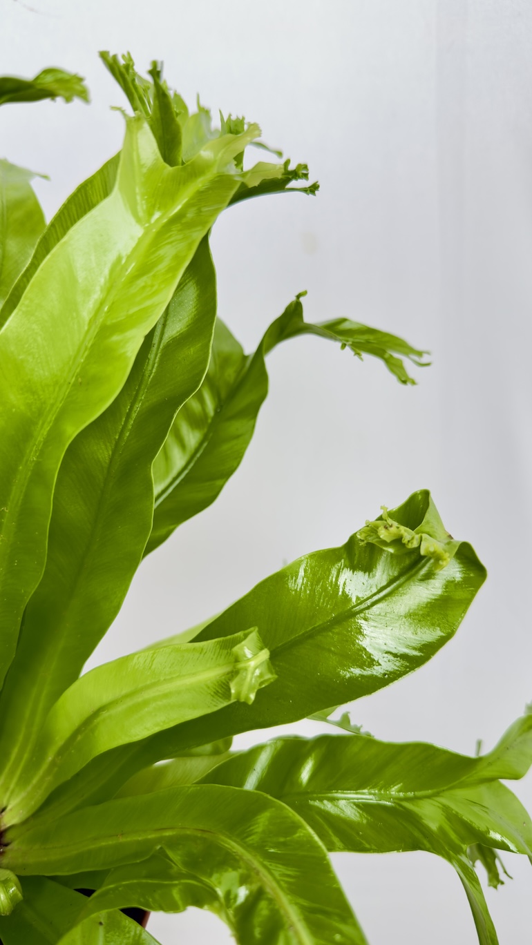 Asplenium Nidus Dakila