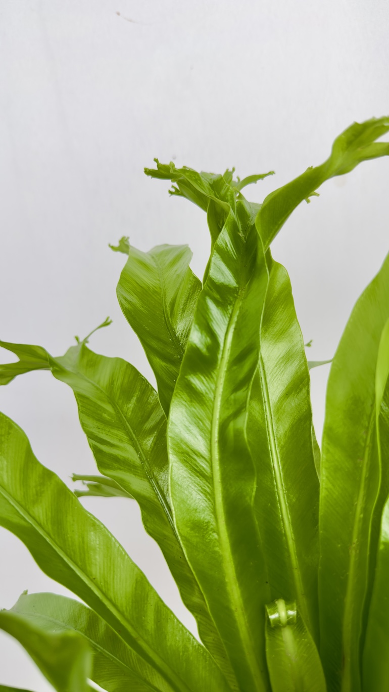 Asplenium Nidus Dakila