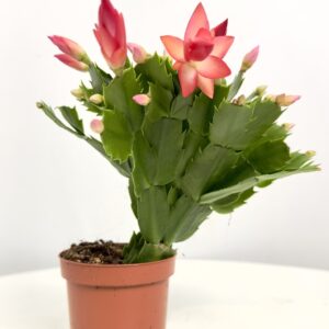 Schlumbergera Grudnik Pomarańczowy