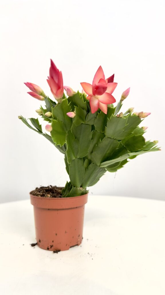 Schlumbergera Grudnik Pomarańczowy