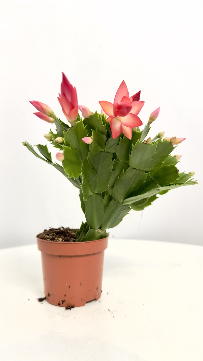 Schlumbergera Grudnik Pomarańczowy