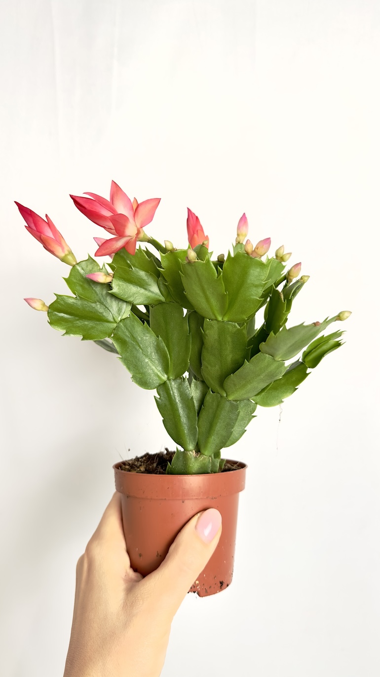 Schlumbergera Grudnik Pomarańczowy