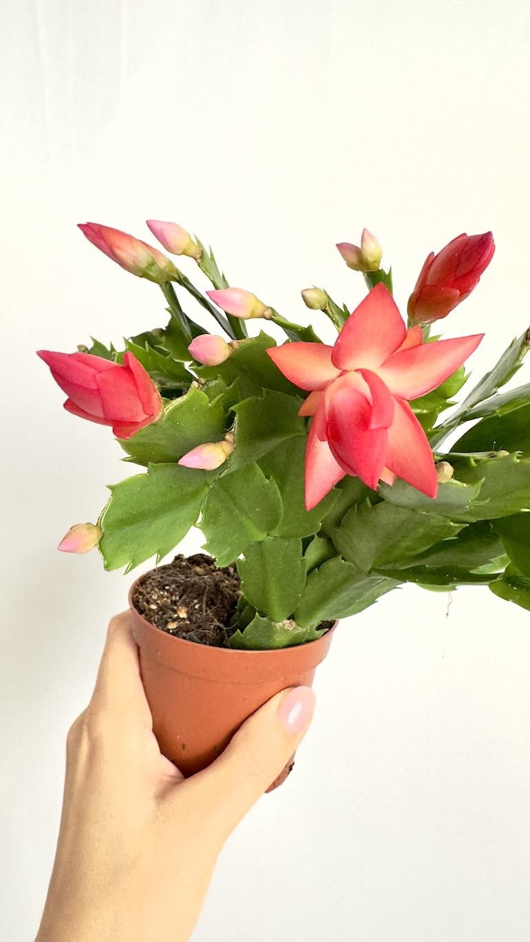 Schlumbergera Grudnik Pomarańczowy