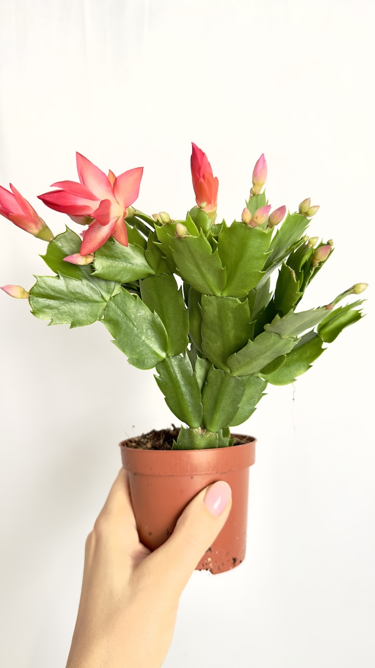 Schlumbergera Grudnik Pomarańczowy
