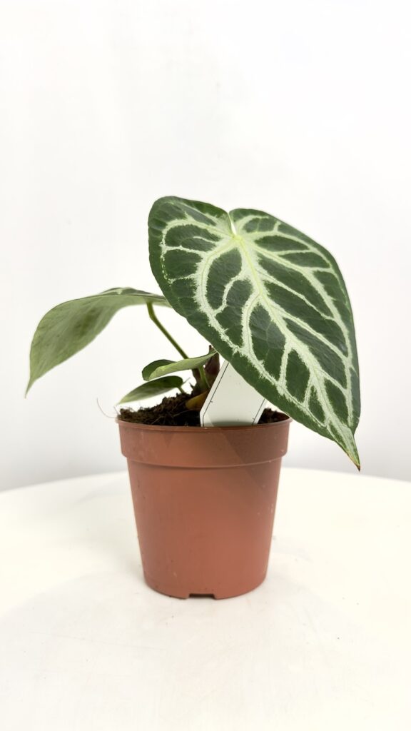 Anthurium Silver Blush