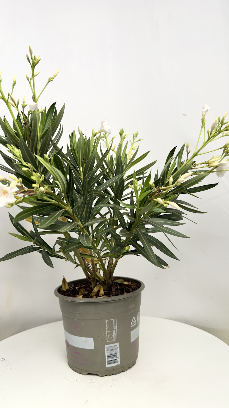 Oleander białe kwiaty