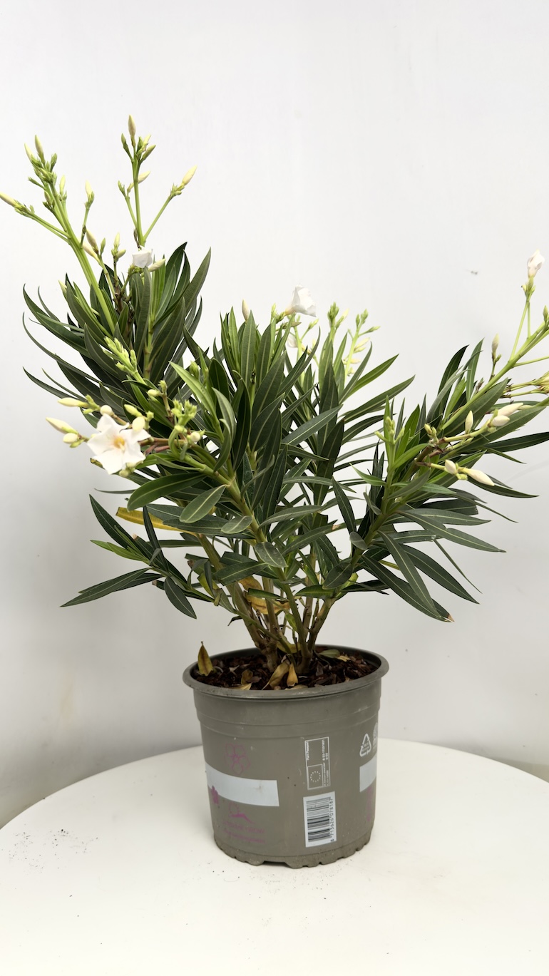 Oleander białe kwiaty