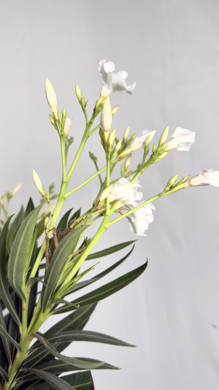 Oleander białe kwiaty