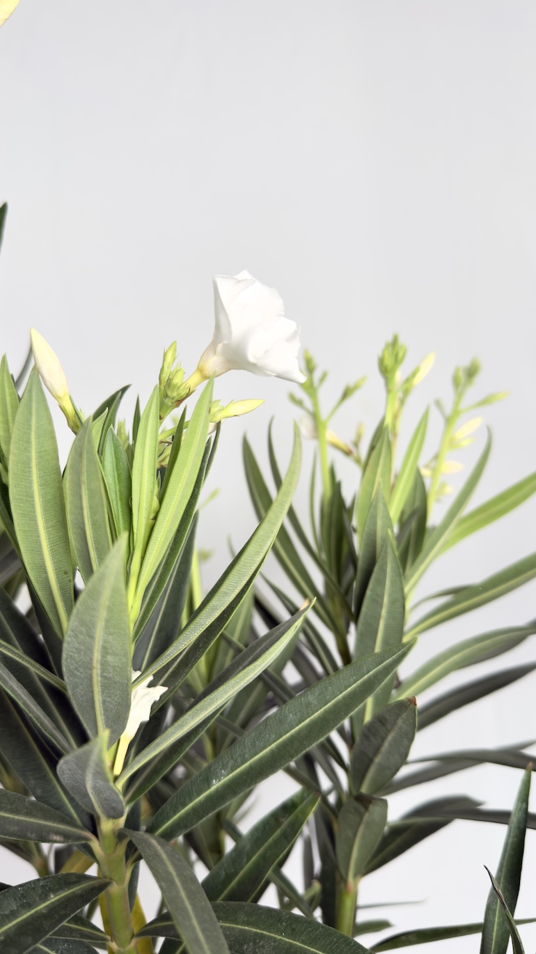 Oleander białe kwiaty