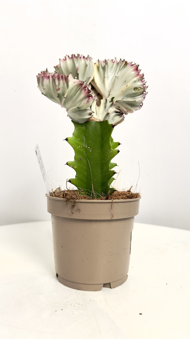 Euphorbia Cristata