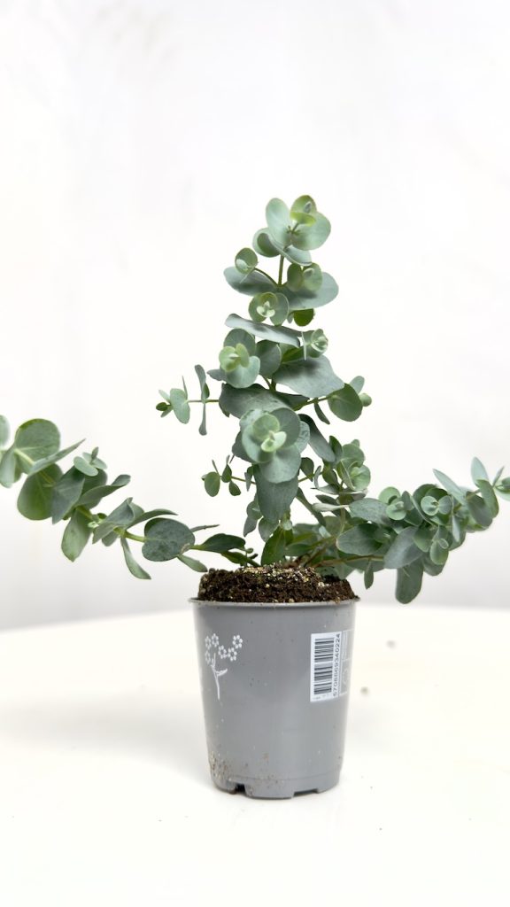 eukaliptus unii mini
