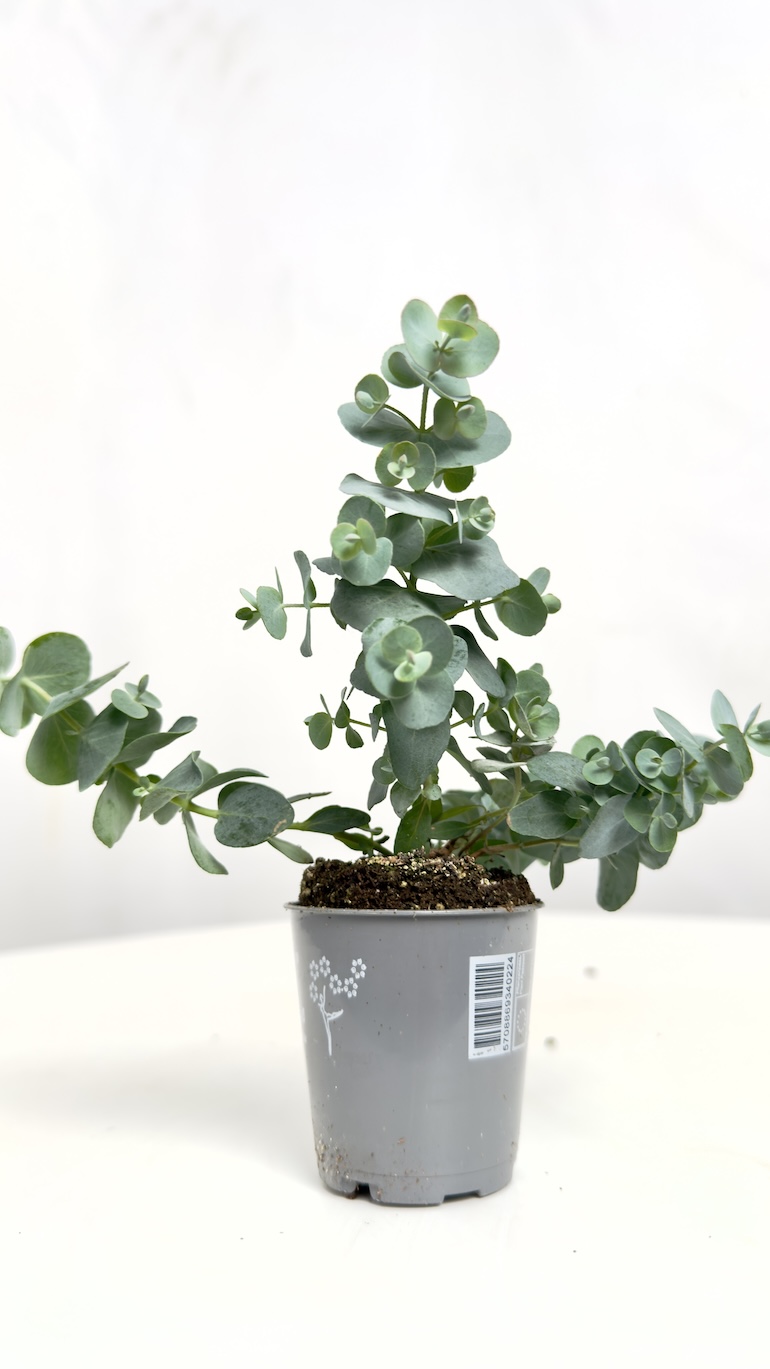 Eucalyptus Gunni Mini