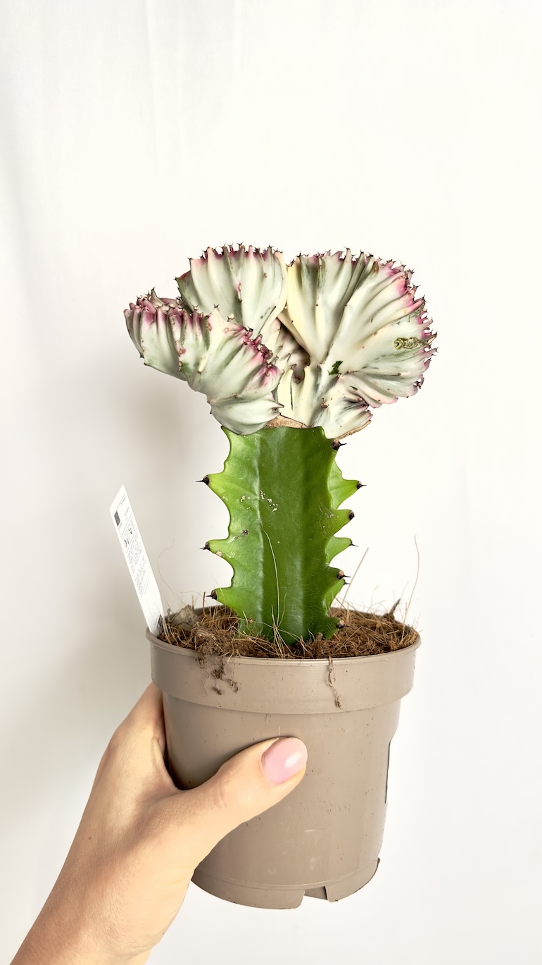 Euphorbia Cristata