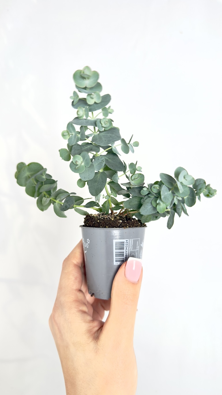 Eucalyptus Gunni Mini