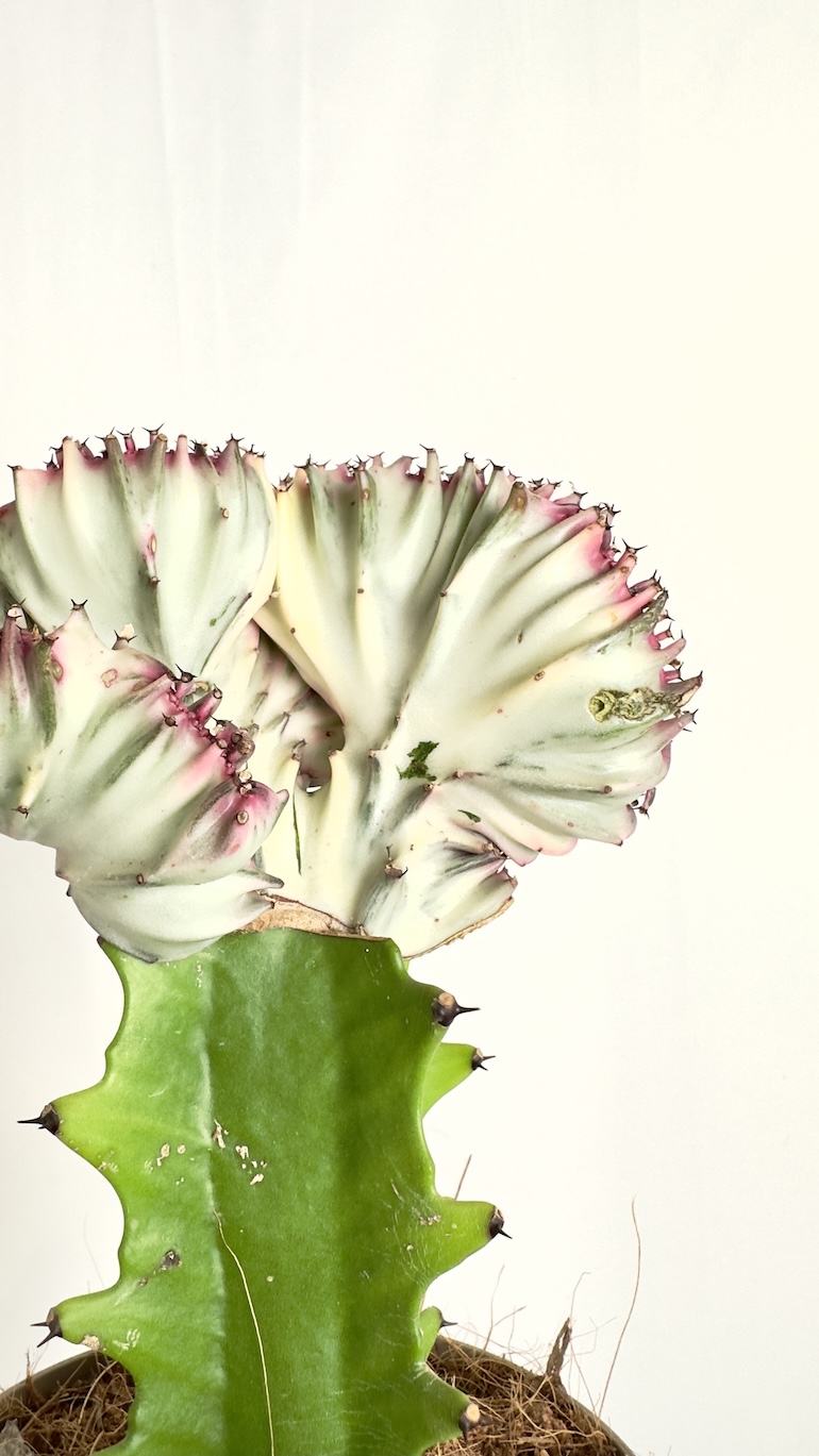Euphorbia Cristata